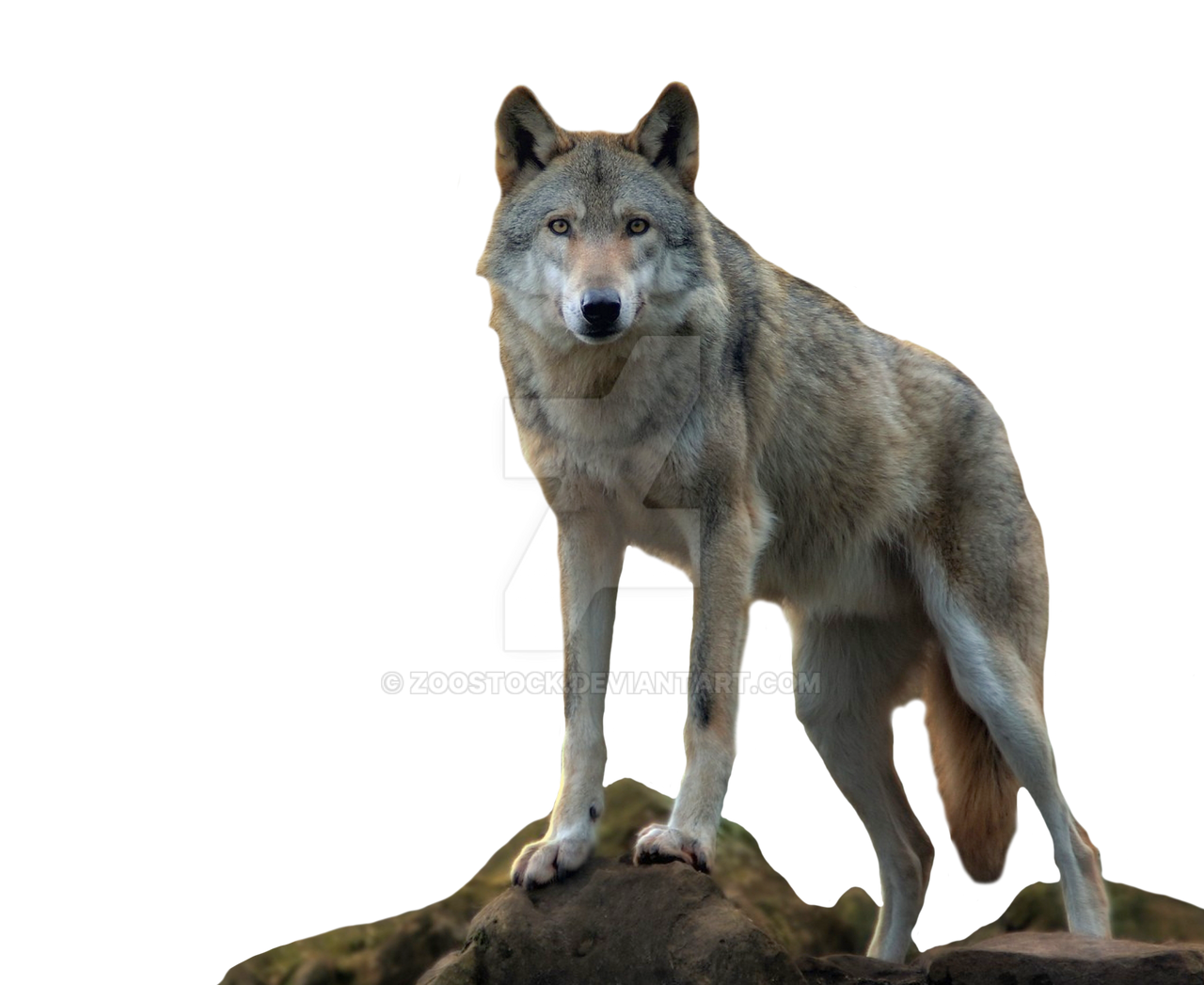 Detail Wolf No Background Nomer 50