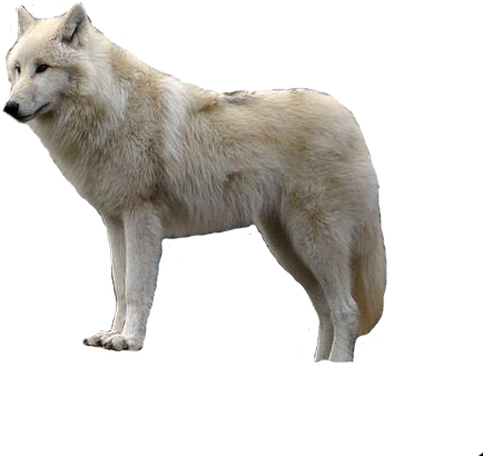 Detail Wolf No Background Nomer 53