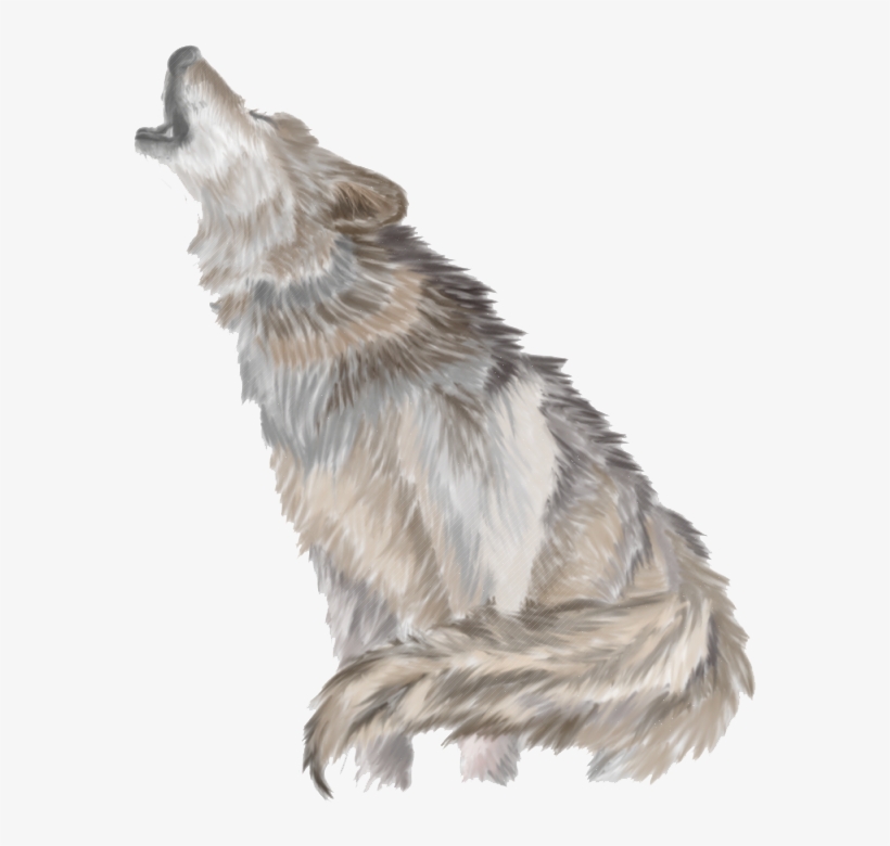 Detail Wolf No Background Nomer 55