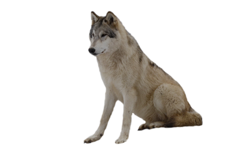 Detail Wolf No Background Nomer 8