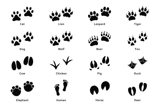 Detail Wolf Paw Print Silhouette Nomer 27