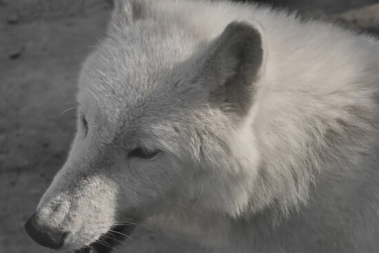 Detail Wolf Photos Free Nomer 54