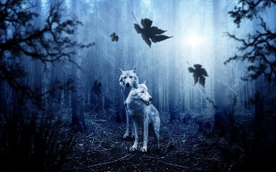 Detail Wolf Pictures Free Nomer 11