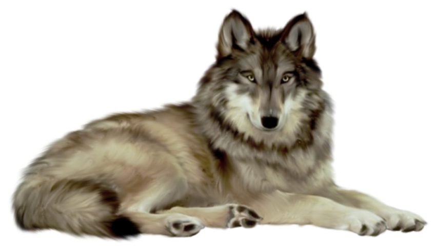 Detail Wolf Pictures Free Download Nomer 34