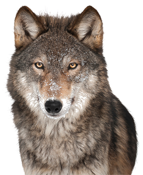 Detail Wolf Png Image Nomer 10