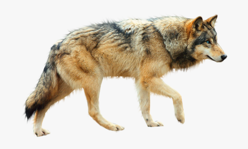 Detail Wolf Png Transparent Nomer 10