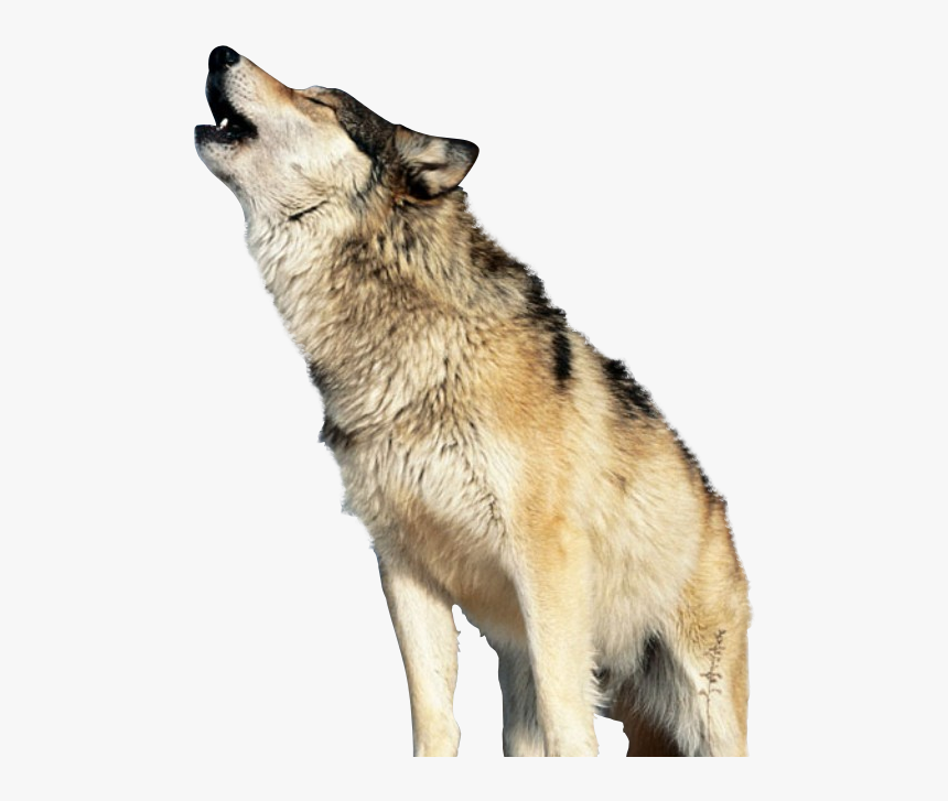 Detail Wolf Png Transparent Nomer 14