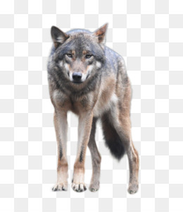 Detail Wolf Png Transparent Nomer 18