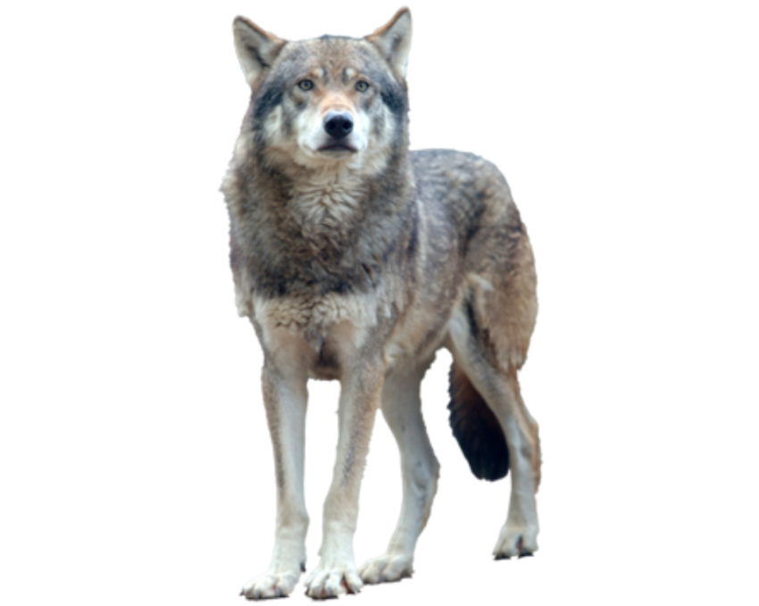 Detail Wolf Png Transparent Nomer 20