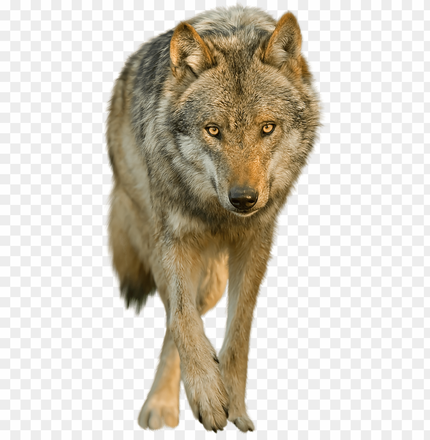 Detail Wolf Png Transparent Nomer 3