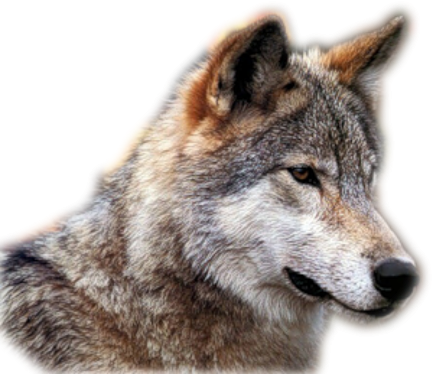 Detail Wolf Png Transparent Nomer 27