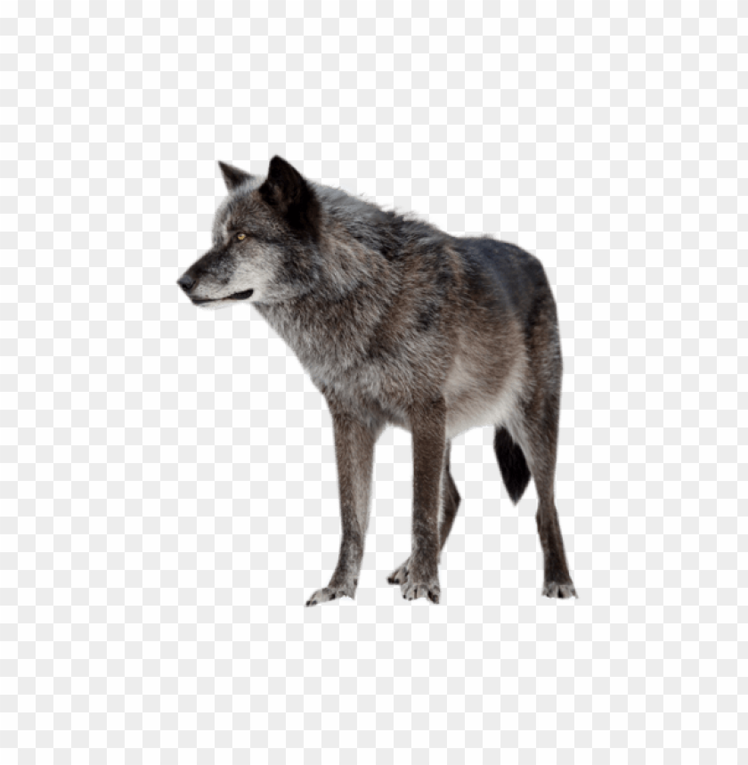 Detail Wolf Png Transparent Nomer 30