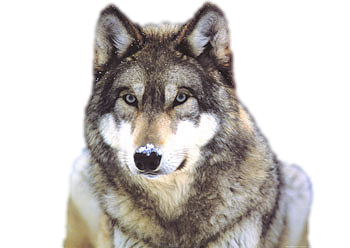 Detail Wolf Png Transparent Nomer 31