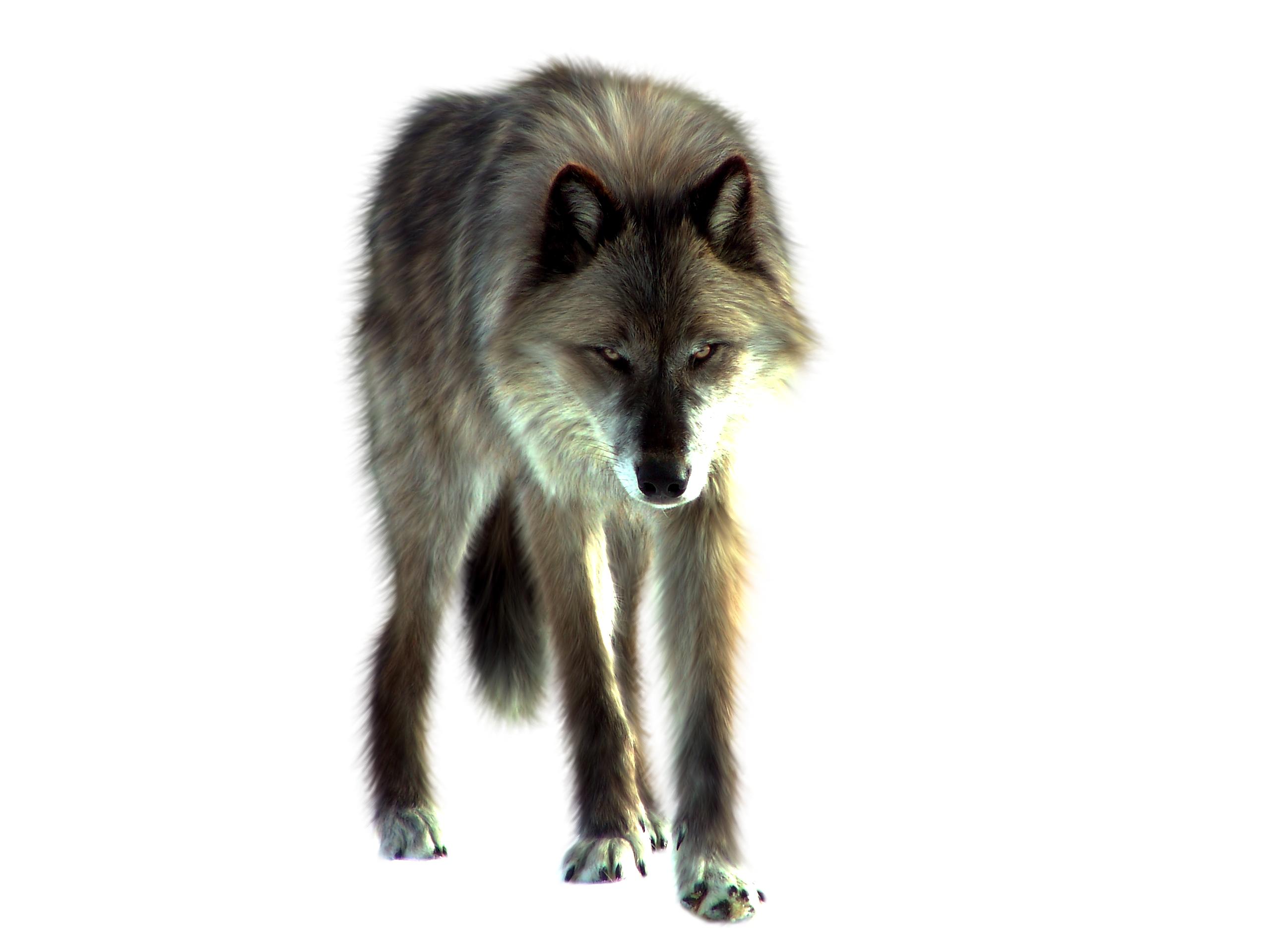 Detail Wolf Png Transparent Nomer 33