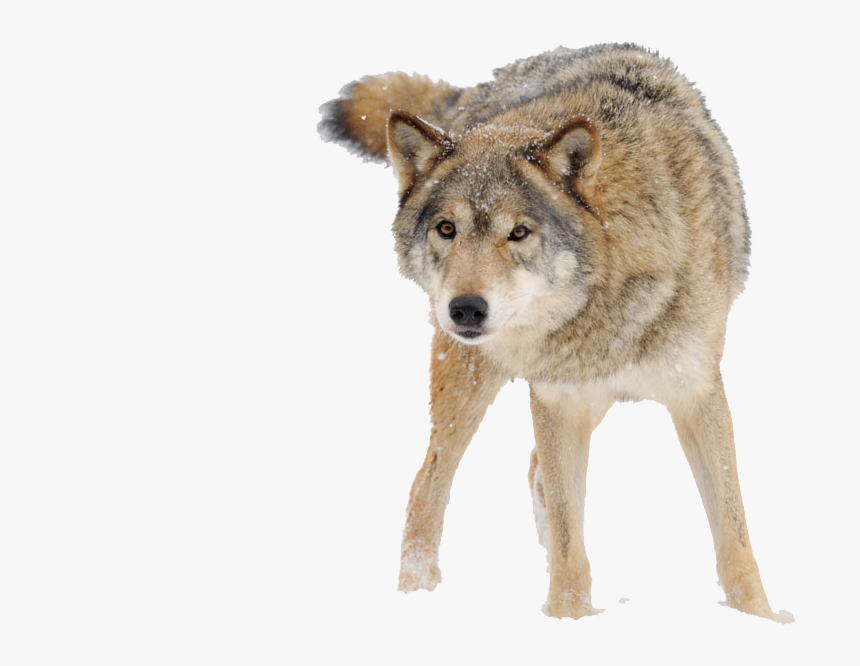 Detail Wolf Png Transparent Nomer 35