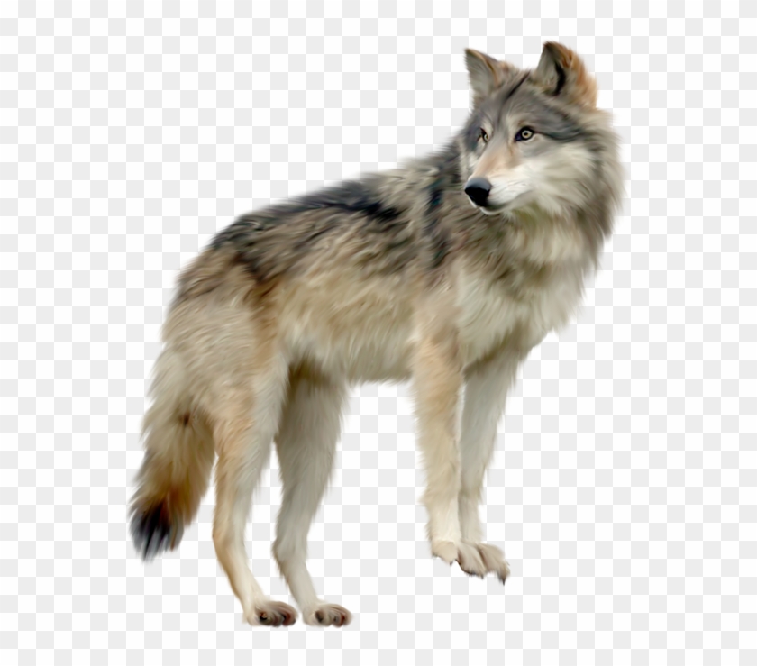 Detail Wolf Png Transparent Nomer 4