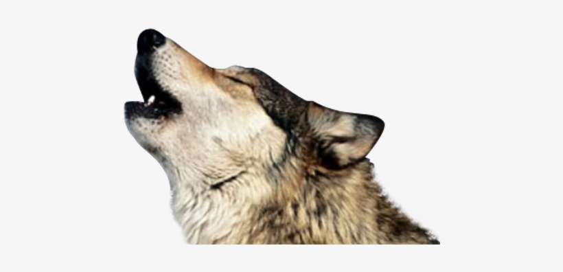 Detail Wolf Png Transparent Nomer 42