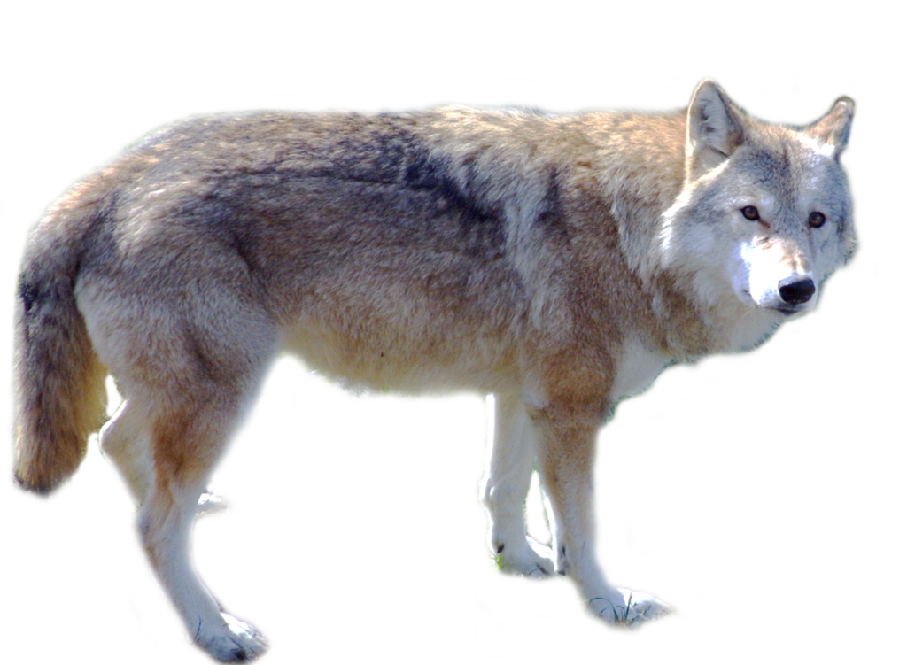 Detail Wolf Png Transparent Nomer 45