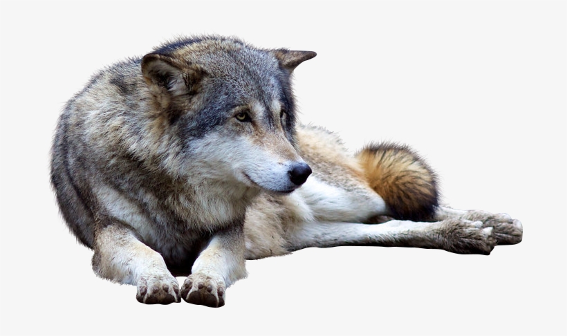 Detail Wolf Png Transparent Nomer 5