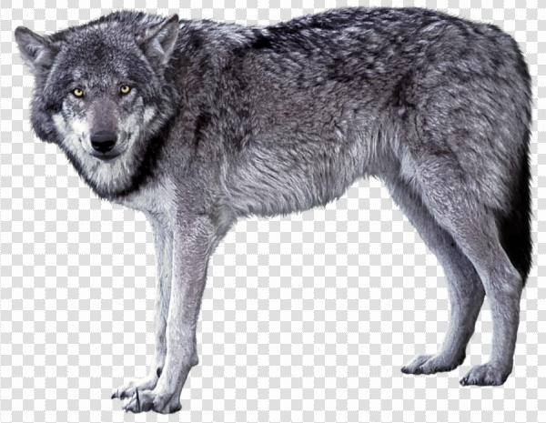 Detail Wolf Png Transparent Nomer 51