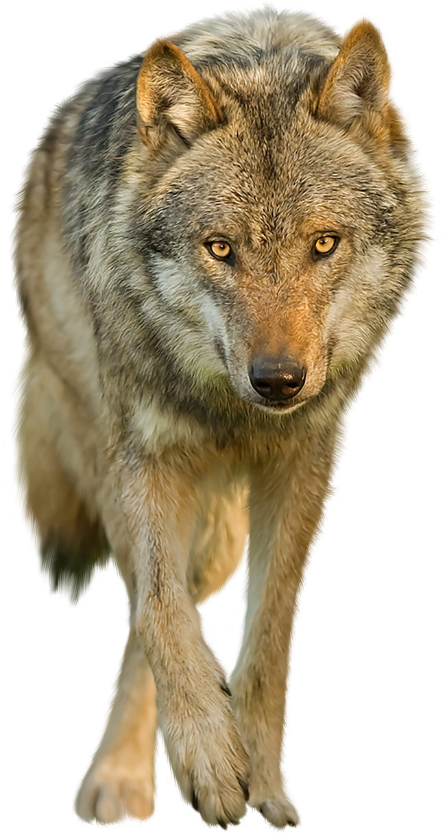 Wolf Transparent Background - KibrisPDR