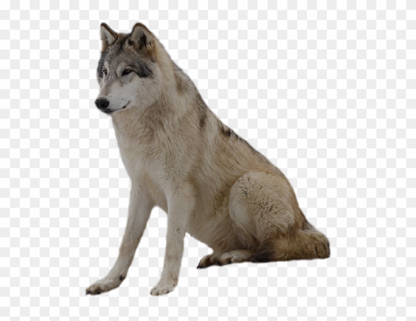 Detail Wolf Transparent Background Nomer 11