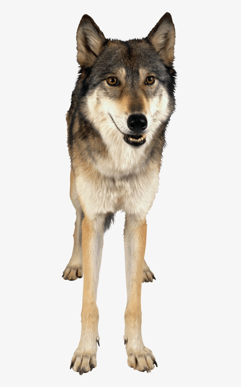 Detail Wolf Transparent Background Nomer 12
