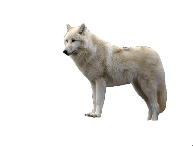 Detail Wolf Transparent Background Nomer 13