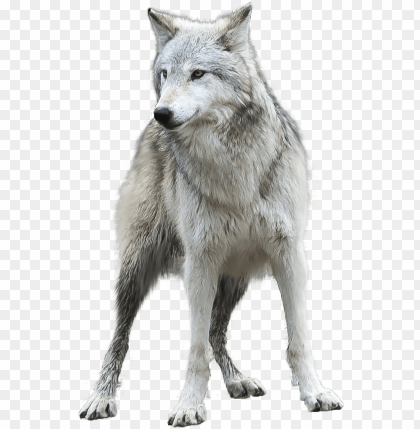 Detail Wolf Transparent Background Nomer 18