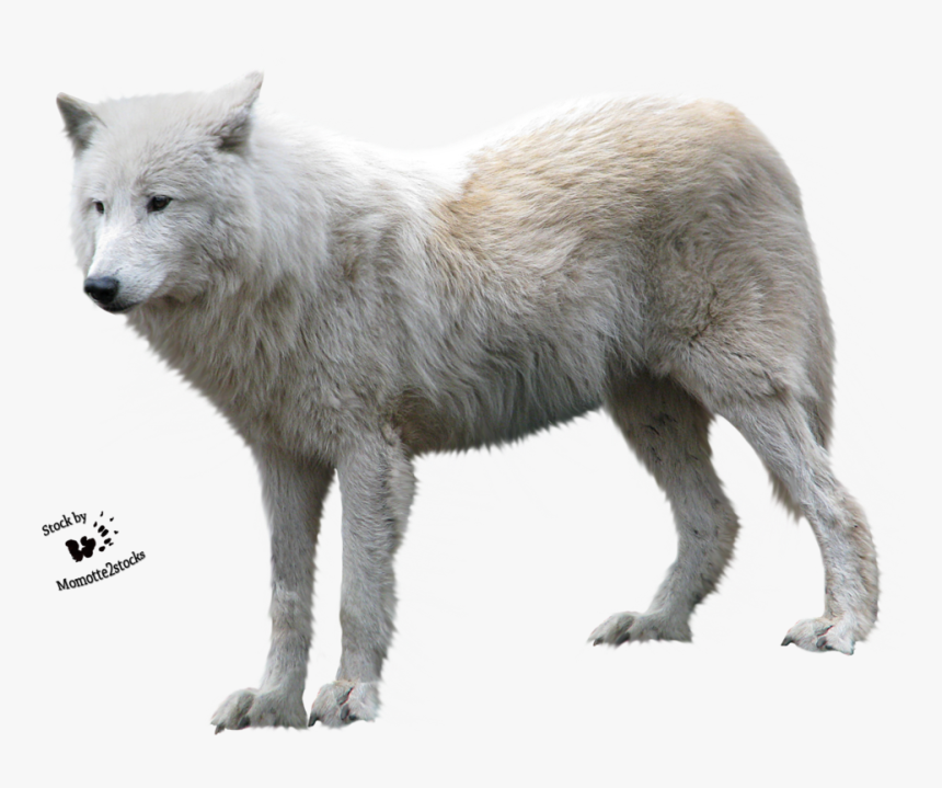 Detail Wolf Transparent Background Nomer 31