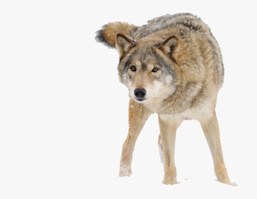Detail Wolf Transparent Background Nomer 38