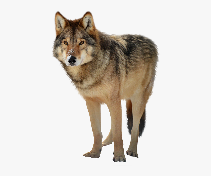 Detail Wolf Transparent Background Nomer 4