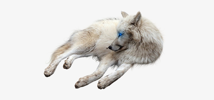 Detail Wolf Transparent Background Nomer 42