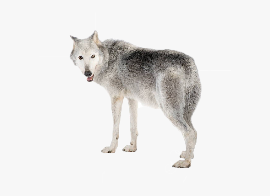 Detail Wolf Transparent Background Nomer 47