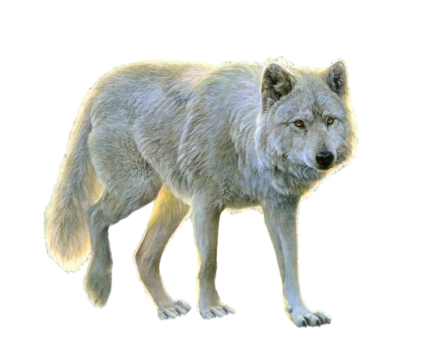 Detail Wolf Transparent Background Nomer 55