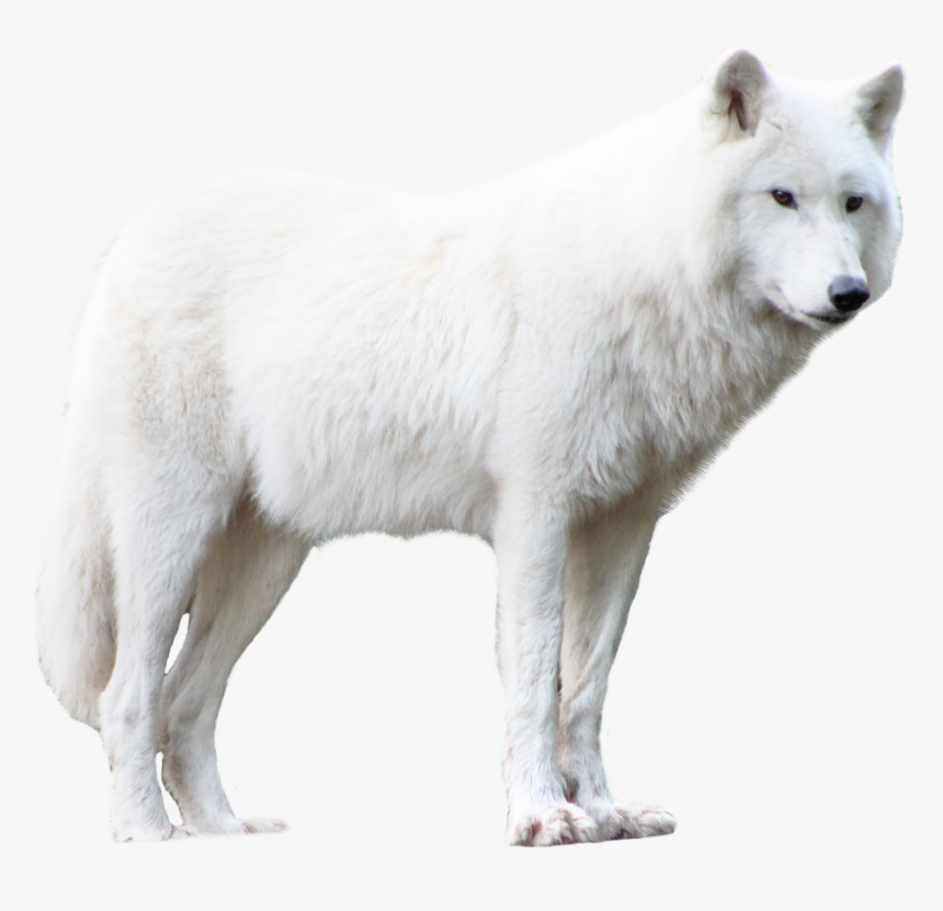 Detail Wolf Transparent Png Nomer 21