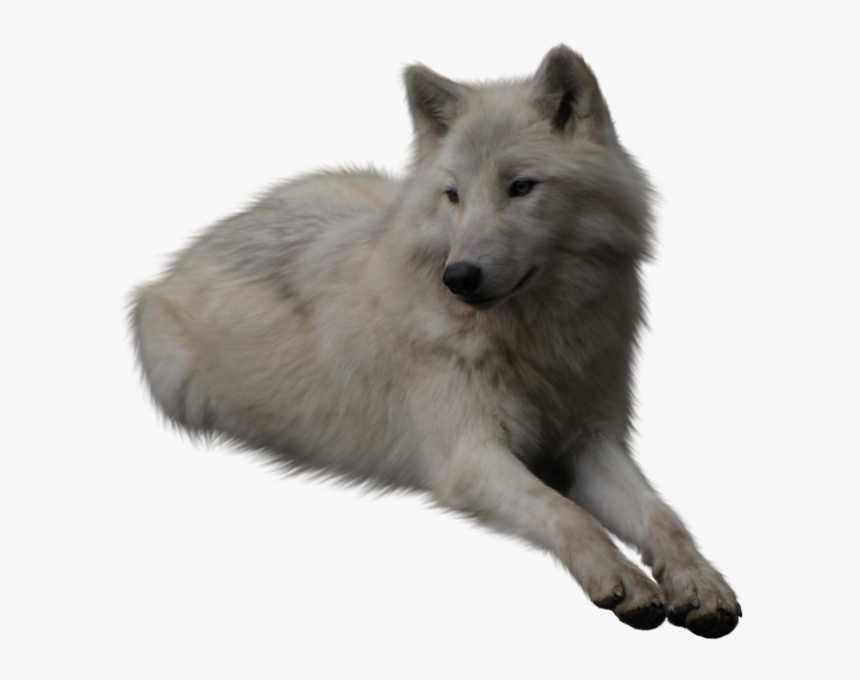 Detail Wolf Transparent Png Nomer 30