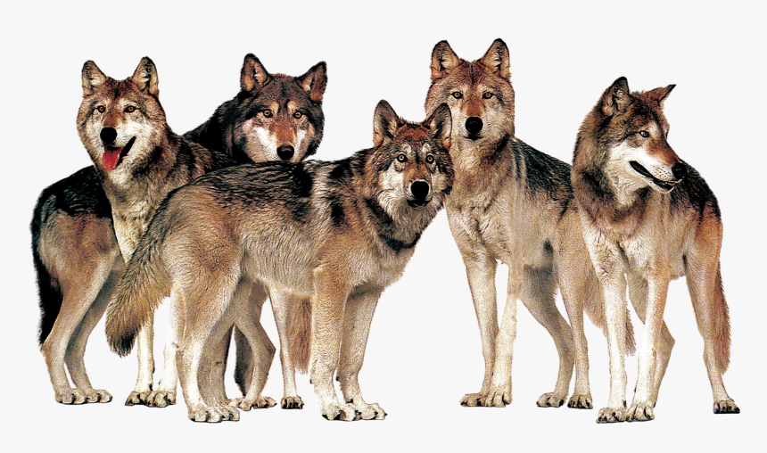 Detail Wolf Transparent Png Nomer 33