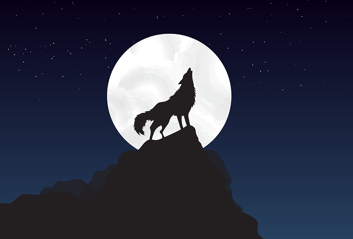 Detail Wolf Vector Png Nomer 20