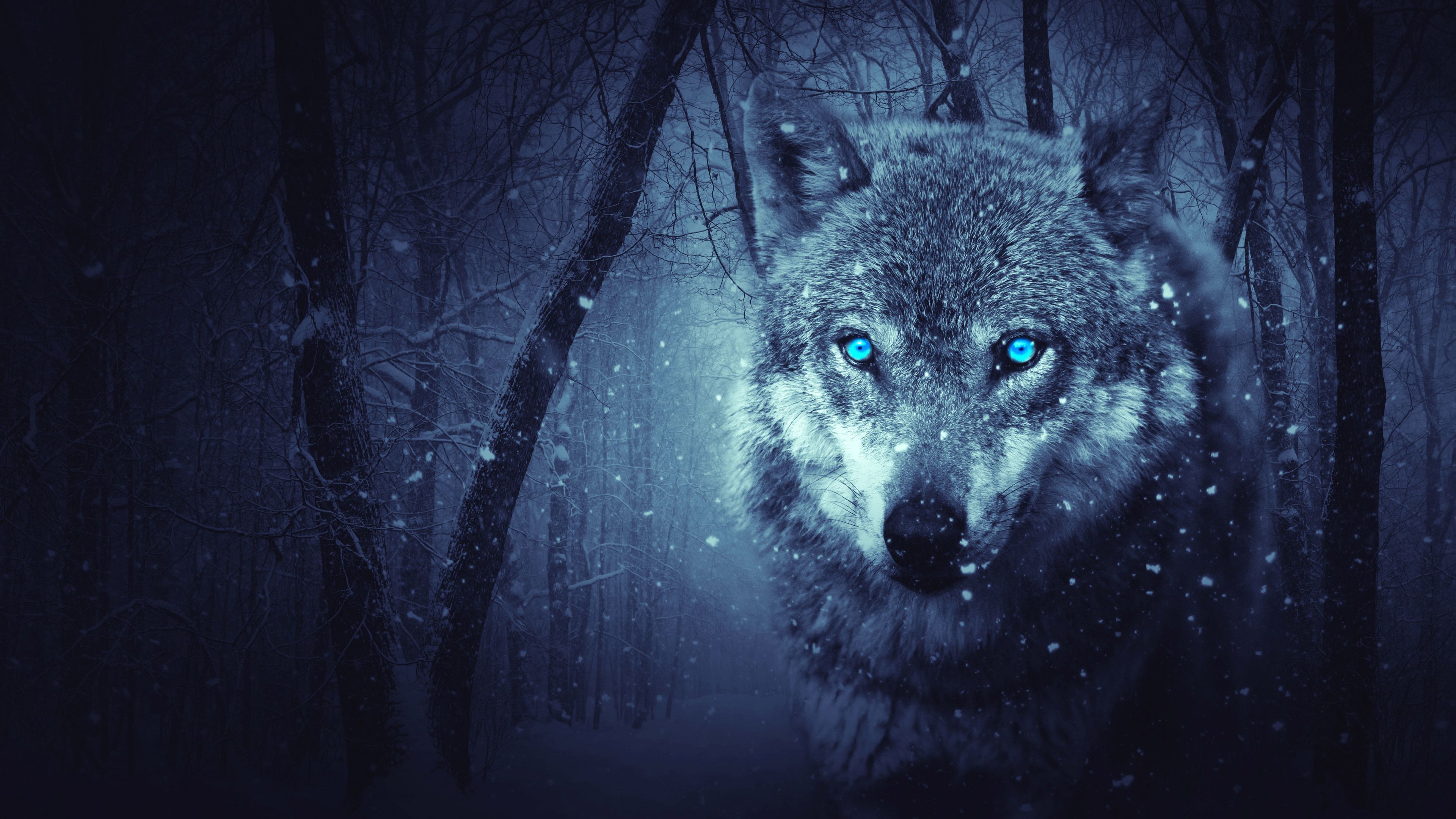 Detail Wolf Wallpaper 4k Nomer 20