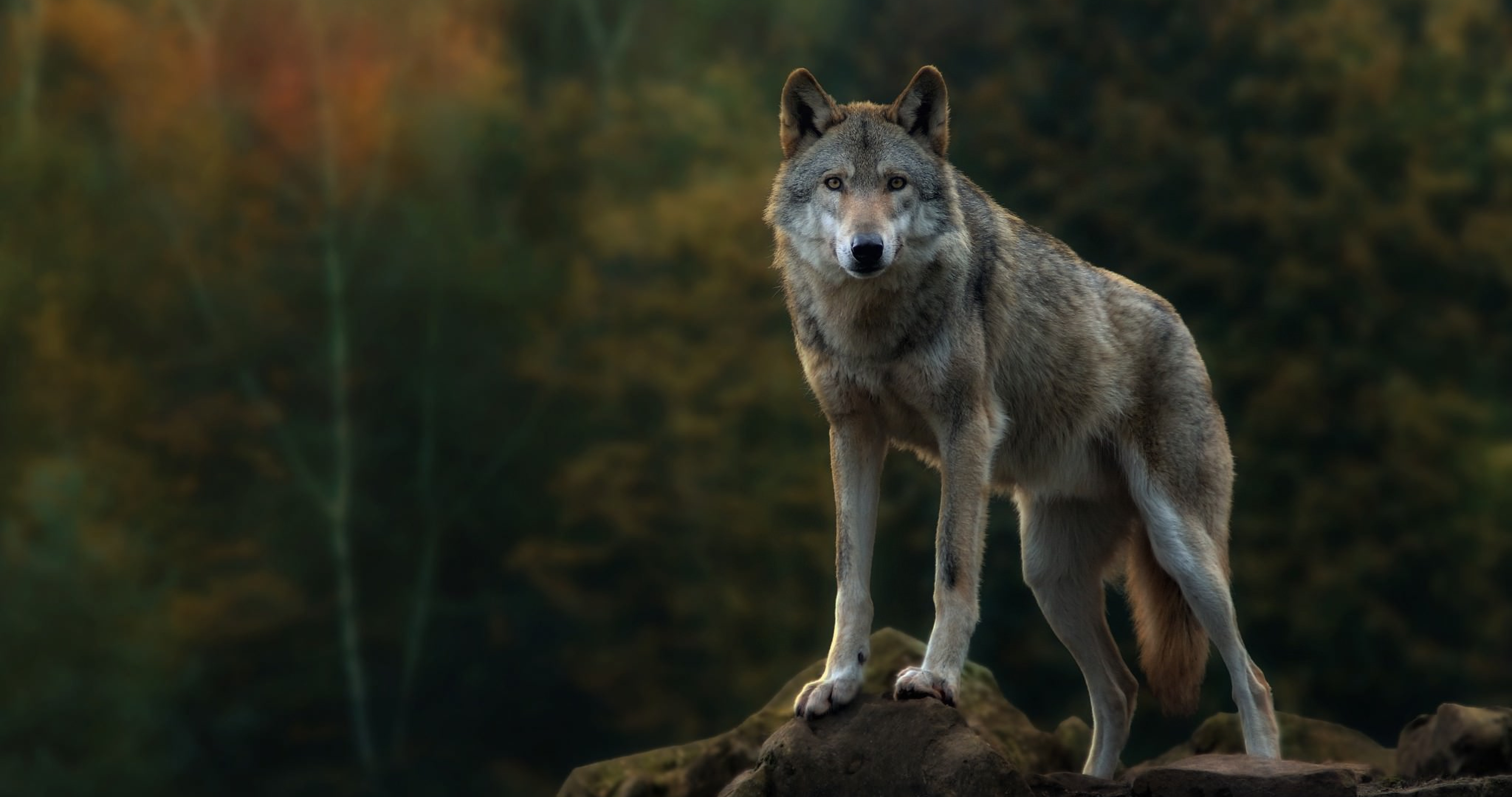 Detail Wolf Wallpaper 4k Nomer 22