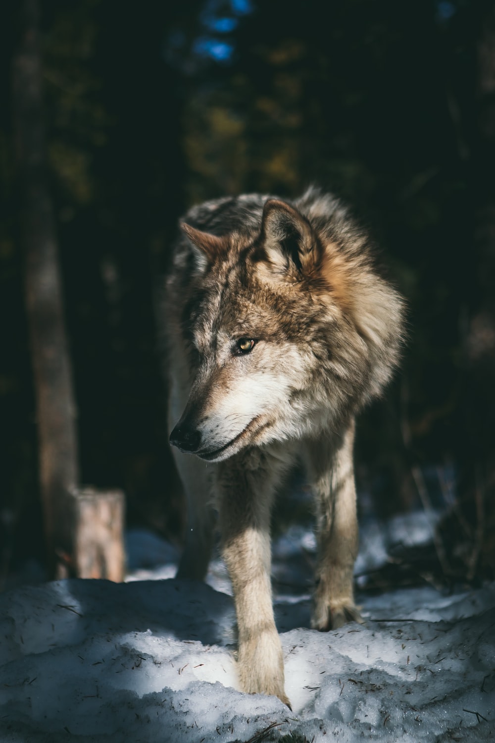 Download Wolf Wallpaper 4k Nomer 23