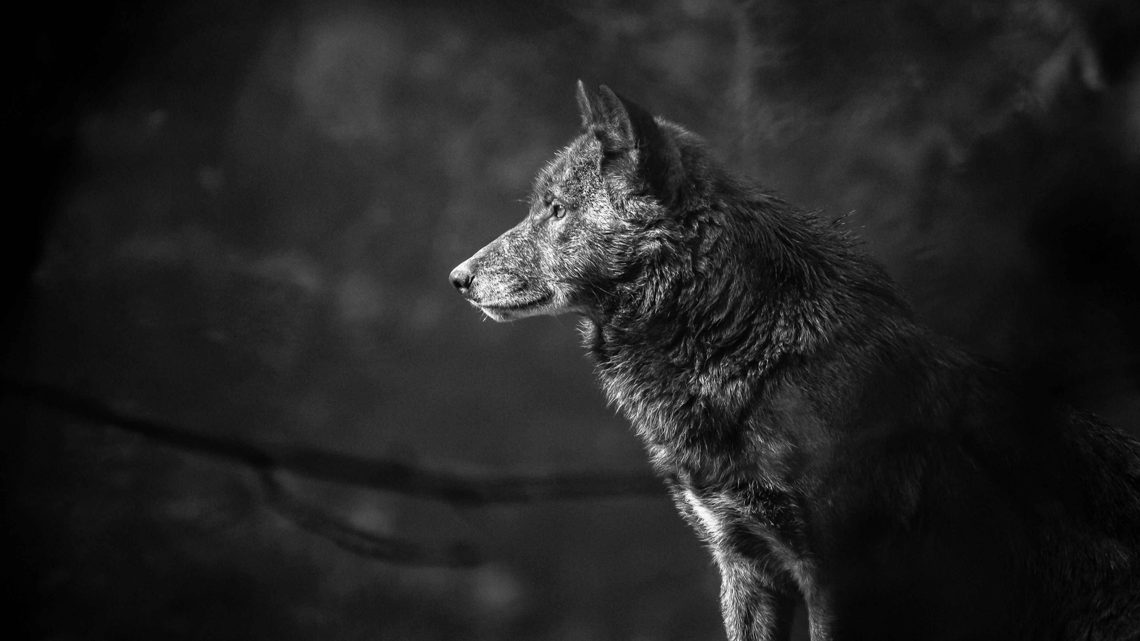 Detail Wolf Wallpaper 4k Nomer 28