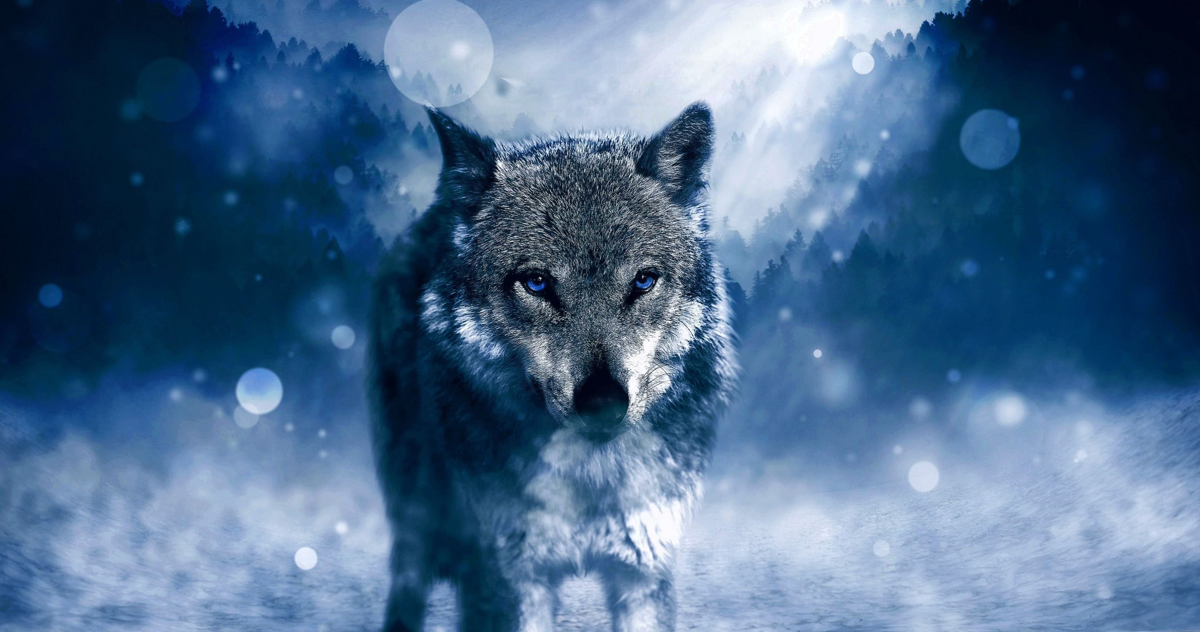 Detail Wolf Wallpaper 4k Nomer 31