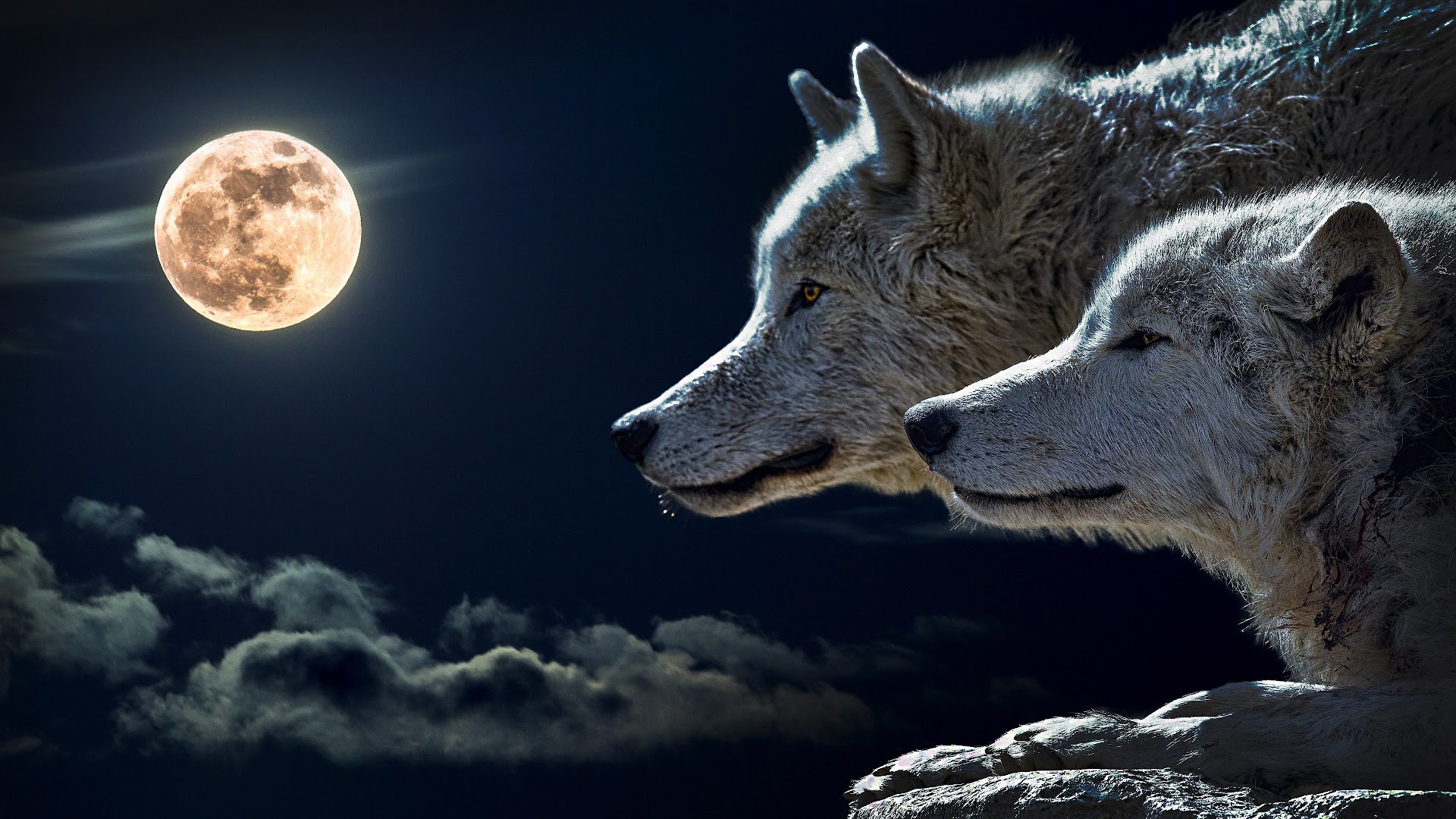 Download Wolf Wallpaper 4k Nomer 43