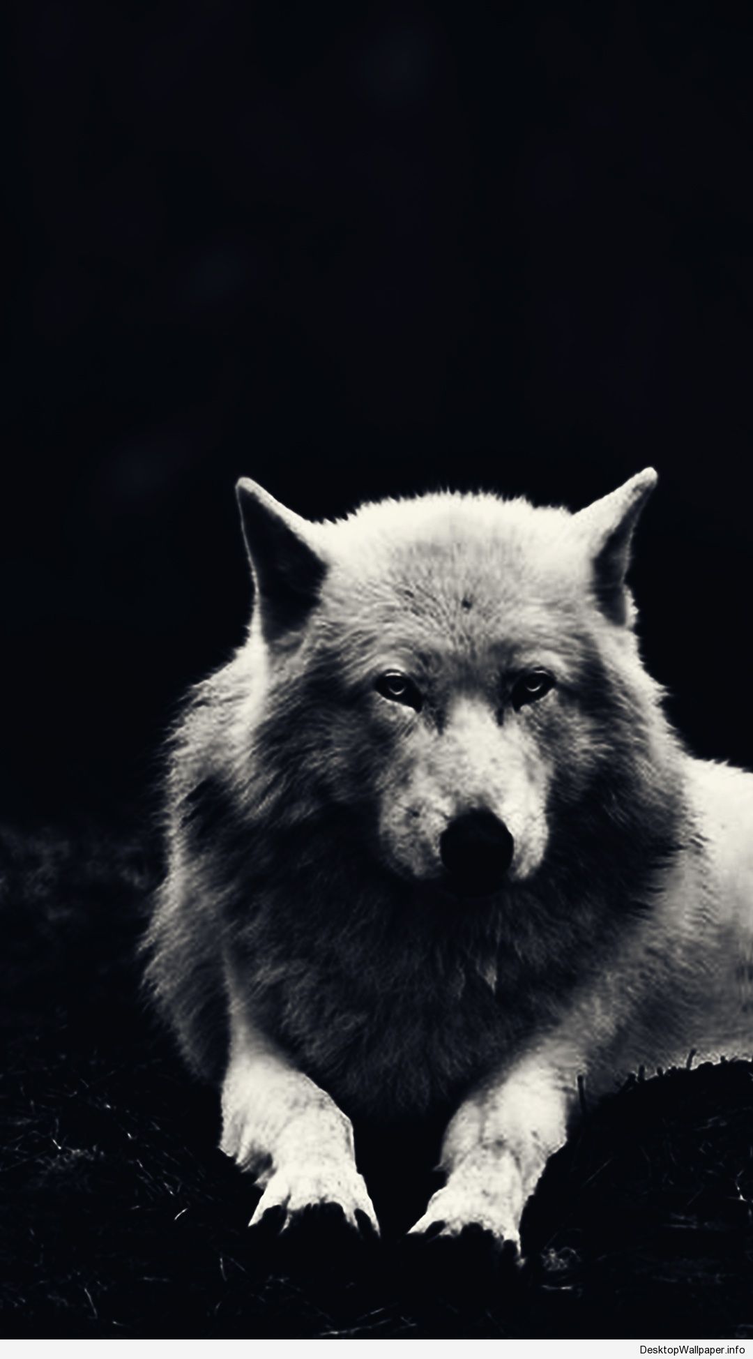 Wolf Wallpaper Android - KibrisPDR