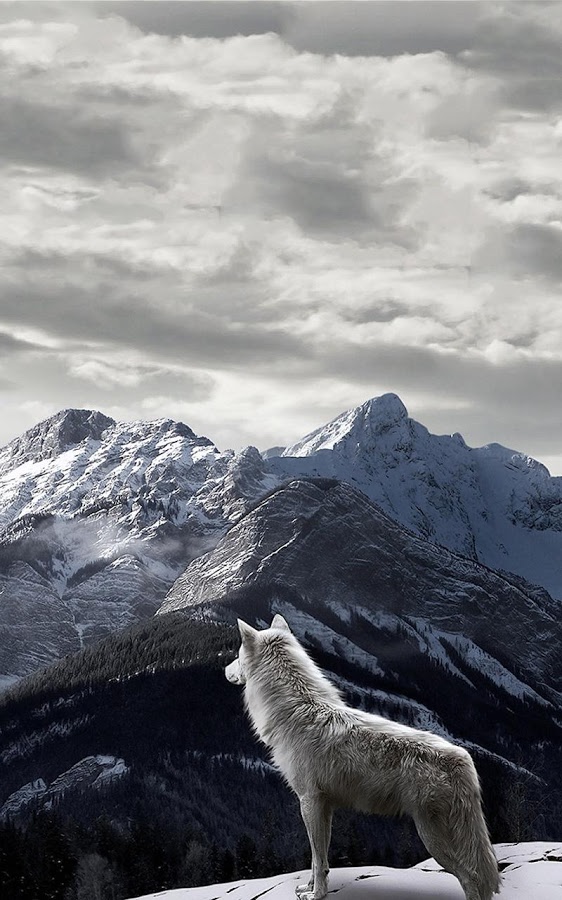 Detail Wolf Wallpaper Android Nomer 9