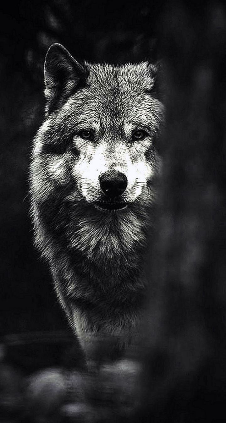 Detail Wolf Wallpaper Android Nomer 11