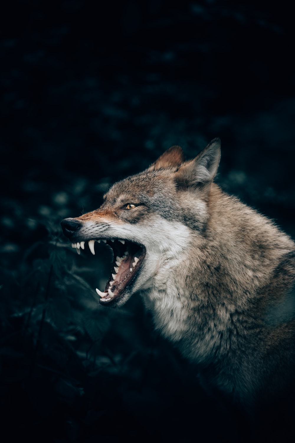Detail Wolf Wallpaper Android Nomer 17