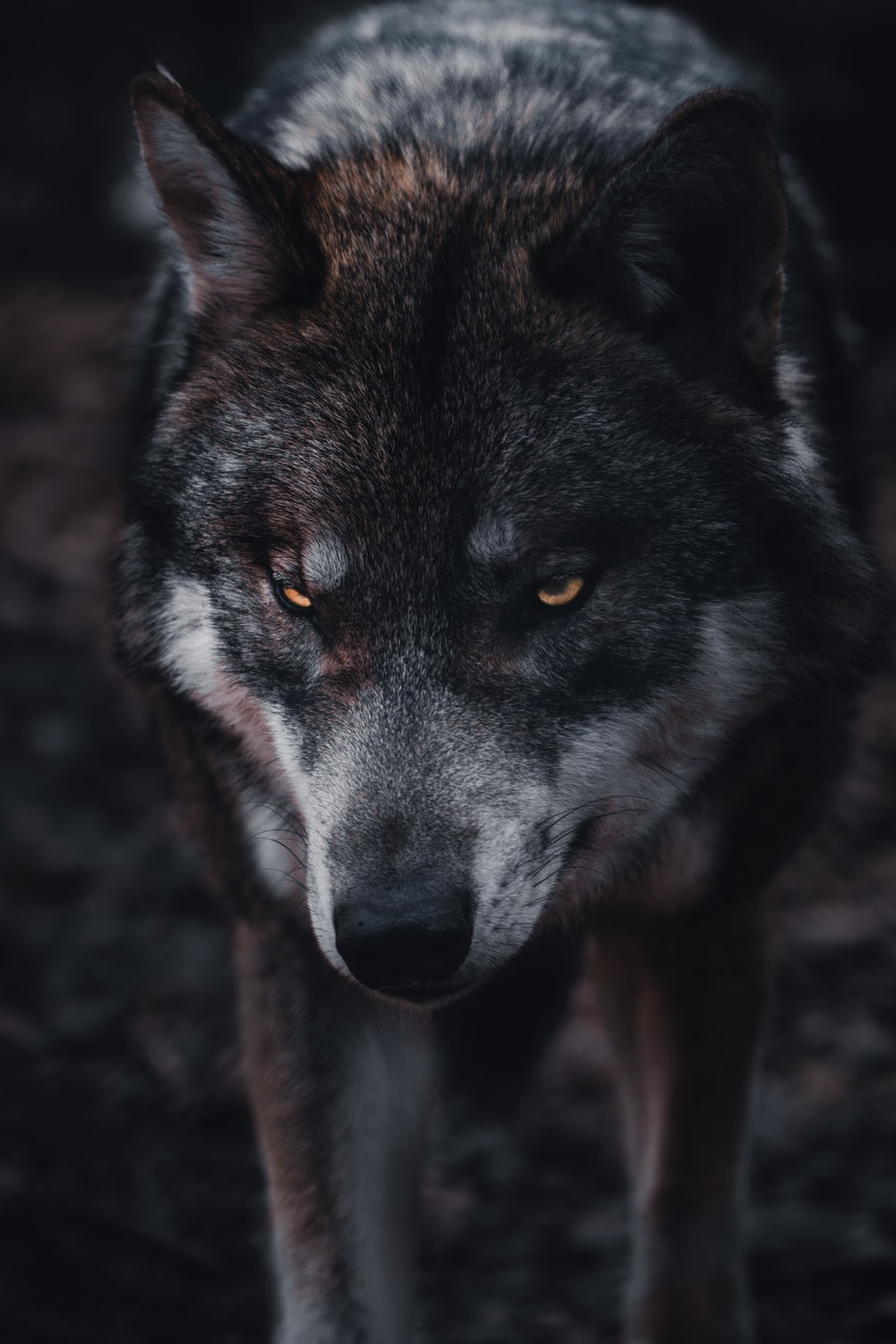 Detail Wolf Wallpaper Android Nomer 3